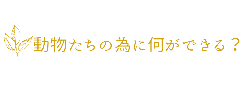 動物たちの為に何ができる？